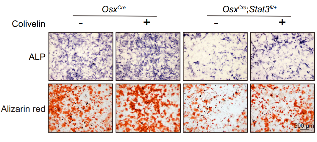 Experimental Validation Results for Colivelin
