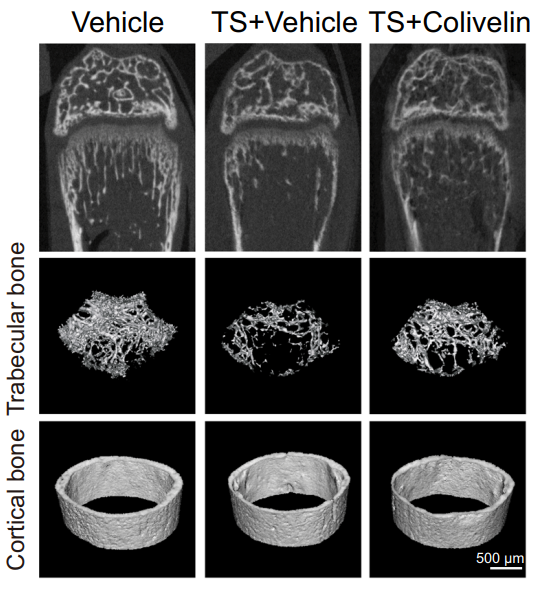 Experimental Validation Results for Colivelin