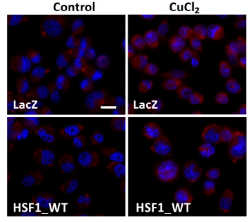 Experimental Validation Results for Coppersensor 1