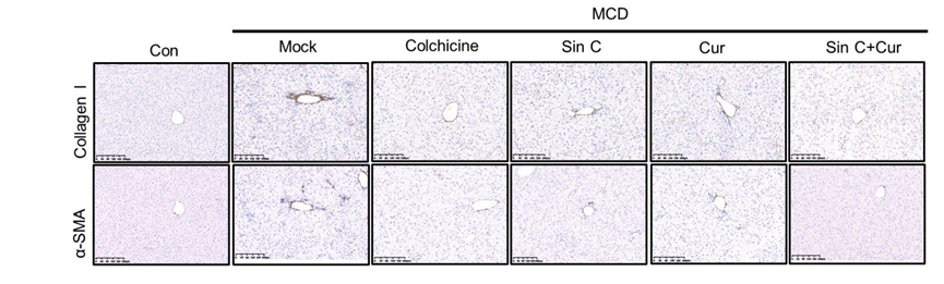 Experimental Validation Results for Curdione