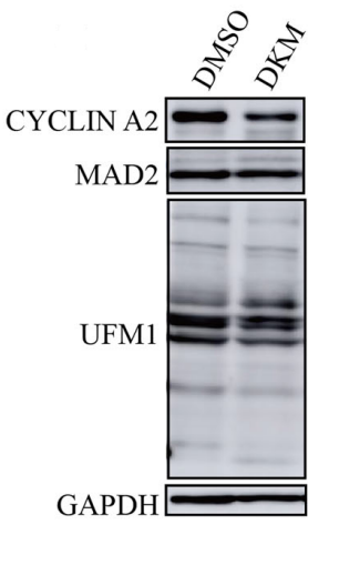 Experimental Validation Results for DKM 2-93