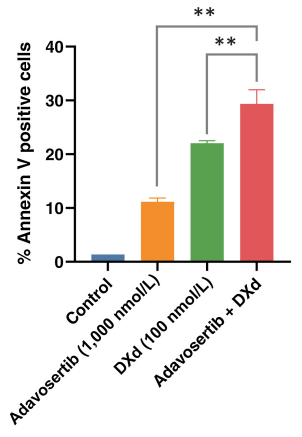 DXd (Exatecan derivative for ADC) | Topoisomerase I 阻害剤