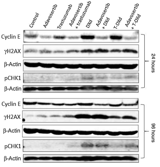 DXd (Exatecan derivative for ADC) | Topoisomerase I 阻害剤