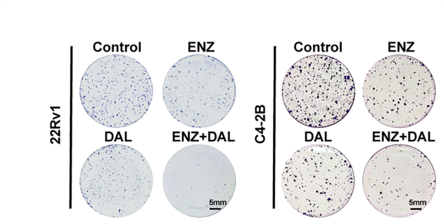 Experimental Validation Results for Dalpiciclib
