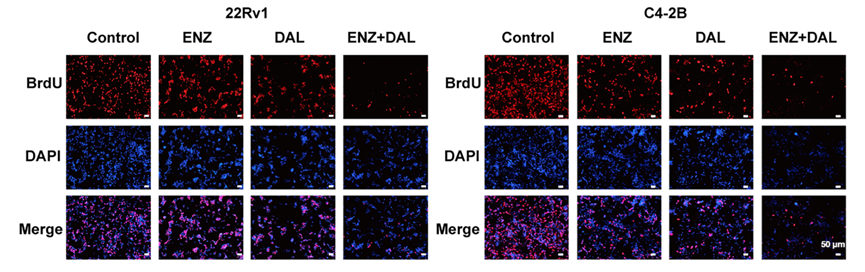 Experimental Validation Results for Dalpiciclib