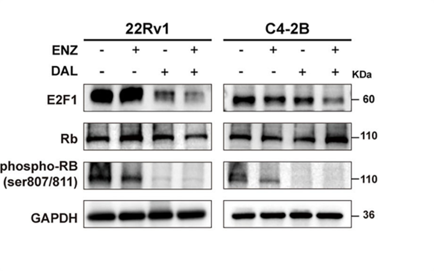 Experimental Validation Results for Dalpiciclib