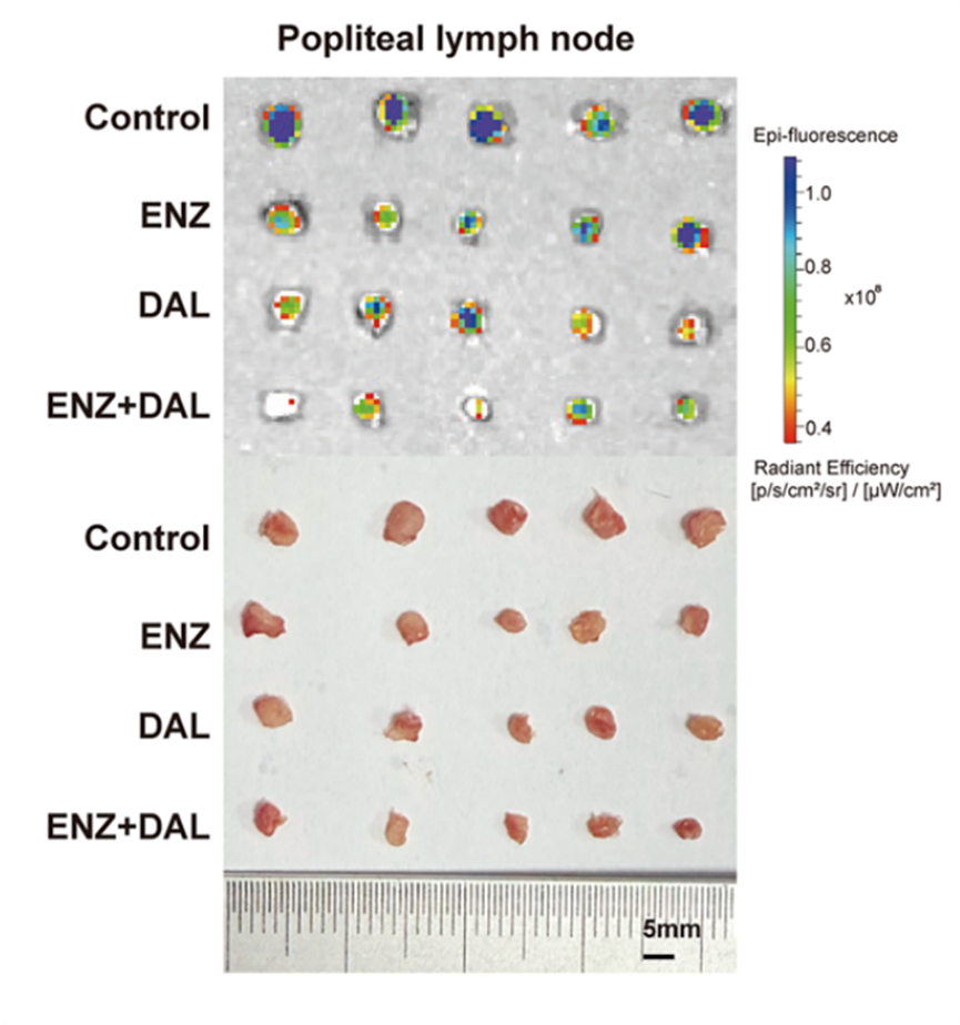 Experimental Validation Results for Dalpiciclib