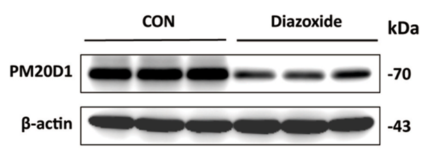 Experimental Validation Results for Diazoxide