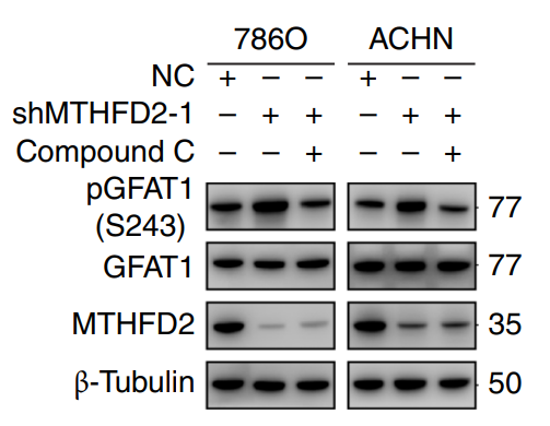 Experimental Validation Results for Dorsomorphin