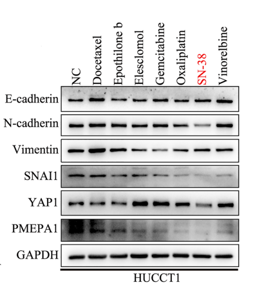 Experimental Validation Results for Epothilone B
