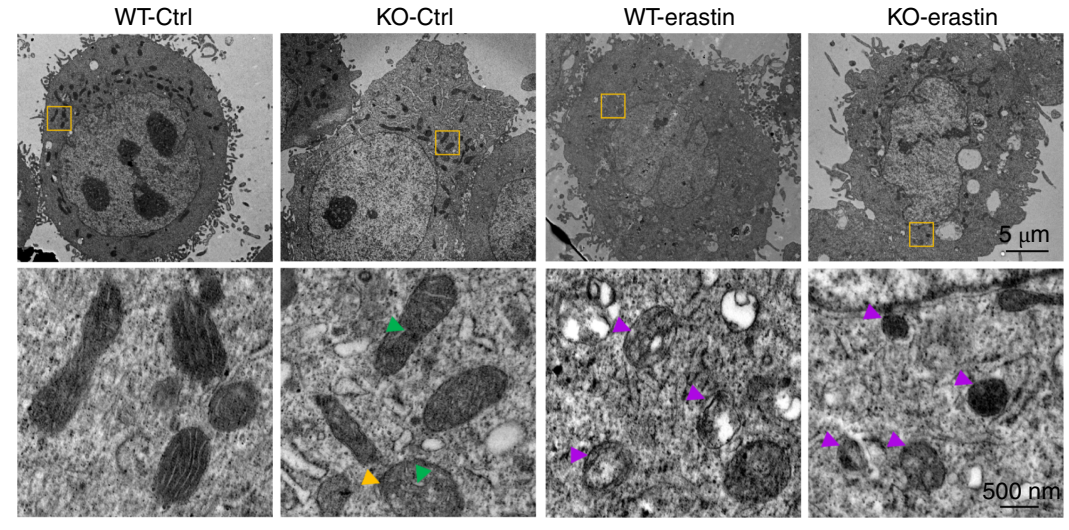 Experimental Validation Results for Erastin