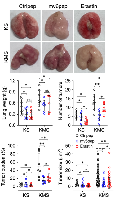 Experimental Validation Results for Erastin