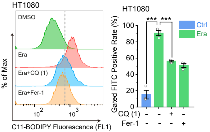 Experimental Validation Results for Erastin