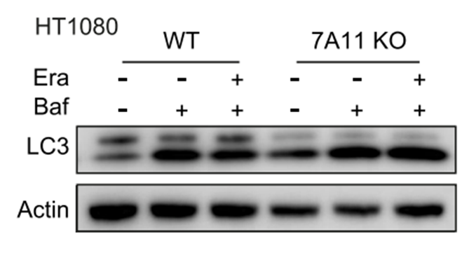Experimental Validation Results for Erastin