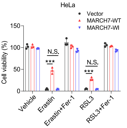 Experimental Validation Results for Erastin