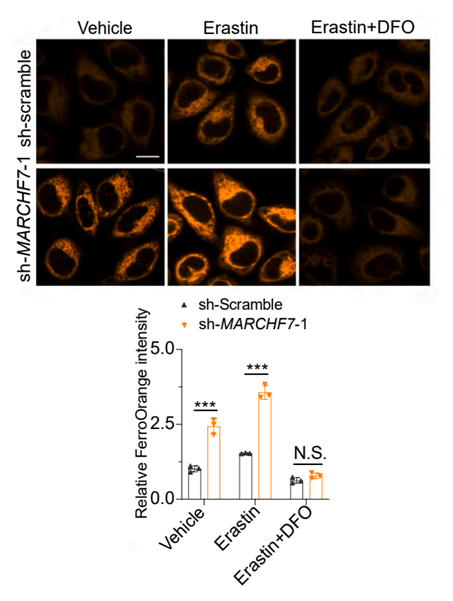 Experimental Validation Results for Erastin
