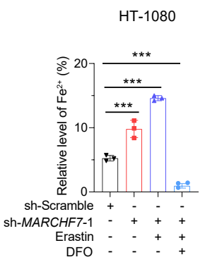 Experimental Validation Results for Erastin