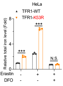 Experimental Validation Results for Erastin