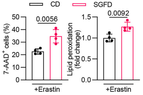 Experimental Validation Results for Erastin