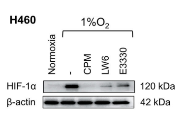 Experimental Validation Results for Erenapurstat