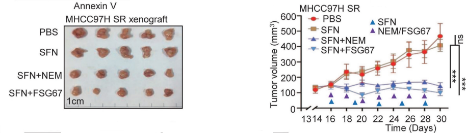 Experimental Validation Results for FSG67