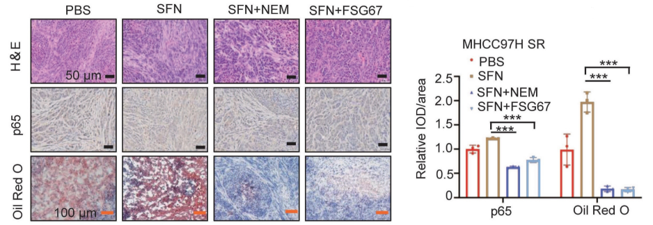 Experimental Validation Results for FSG67