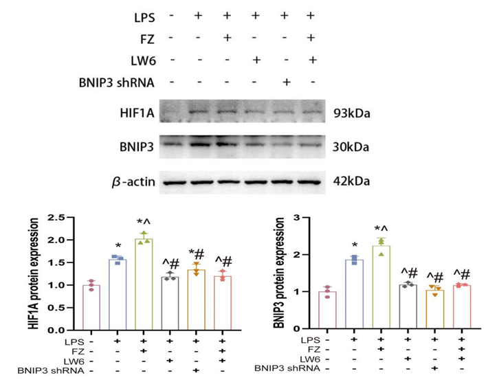 Experimental Validation Results for Fenbendazole