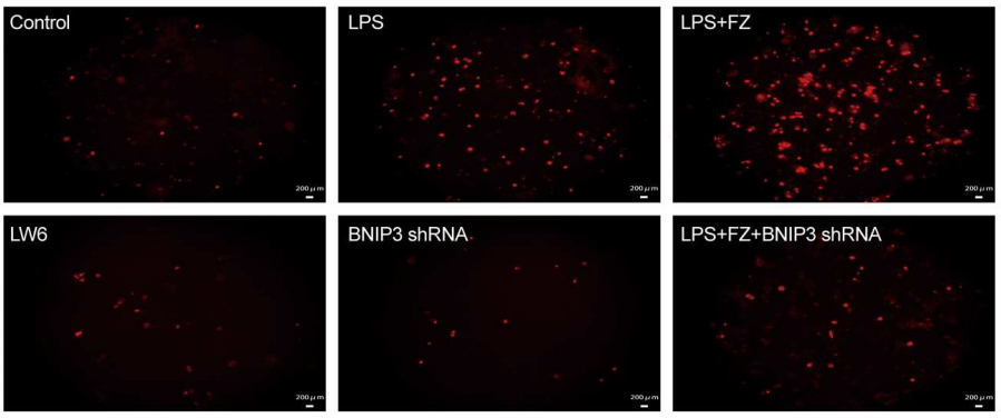 Experimental Validation Results for Fenbendazole