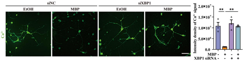 Experimental Validation Results for Fluo-3AM