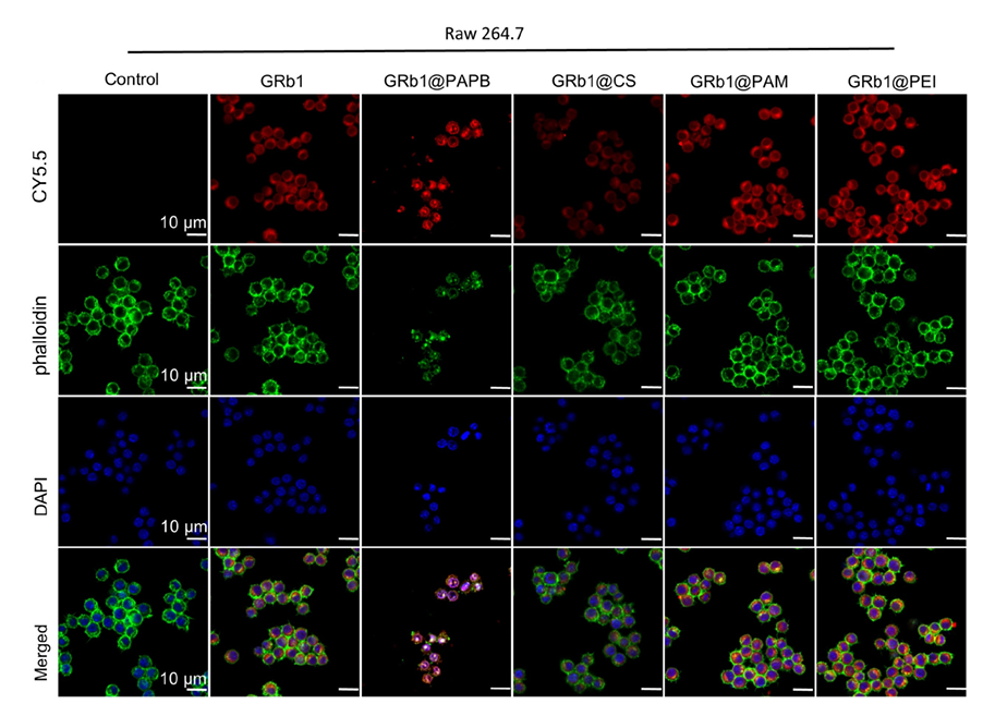 Fluorescein-Phalloidin-Mater-