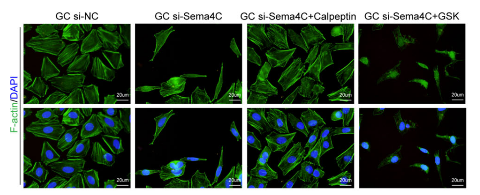 Experimental Validation Results for GSK429286A