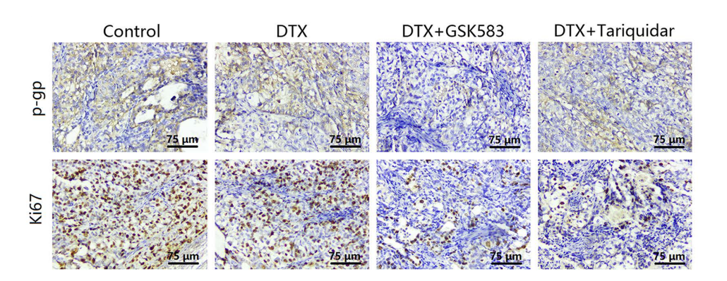Experimental Validation Results for GSK583
