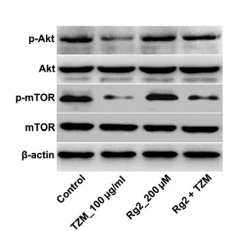 Experimental Validation Results for Ginsenoside Rg2