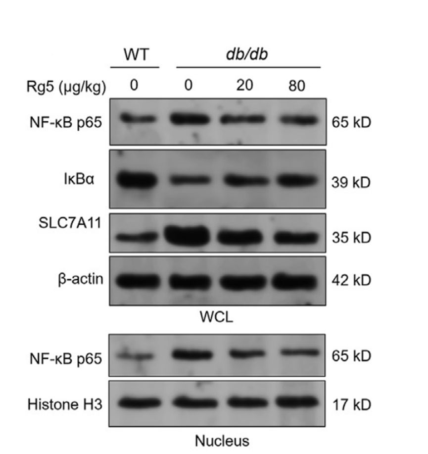 Experimental Validation Results for Ginsenoside Rg5