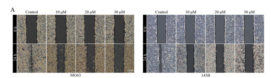 Experimental Validation Results for Ginsenoside Rk1