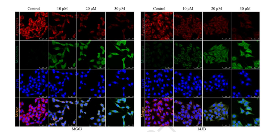 Experimental Validation Results for Ginsenoside Rk1