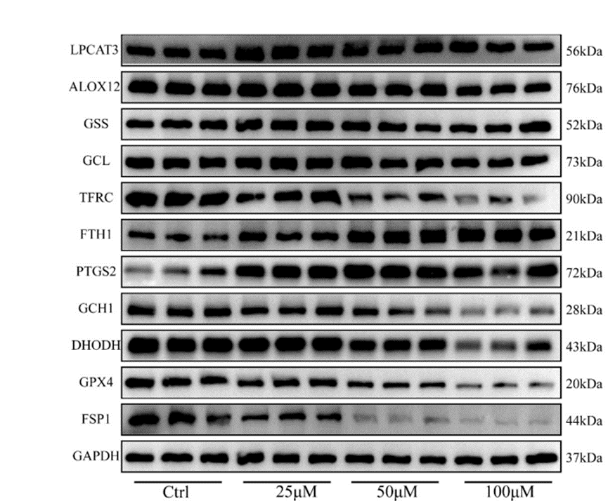 Experimental Validation Results for Ginsenoside Rk1