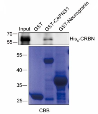 glutathione sds PureCube Glutathione Agarose main image 1