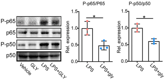 Experimental Validation Results for Glycitein