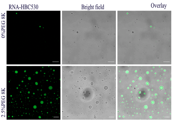 Experimental Validation Results for HBC