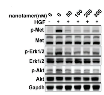 Experimental Validation Results for HGF Protein, Mouse (HEK293)