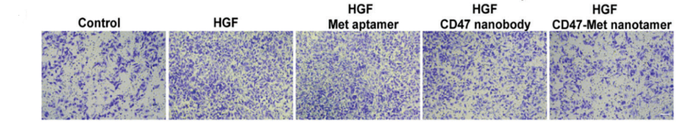 Experimental Validation Results for HGF Protein, Mouse (HEK293)
