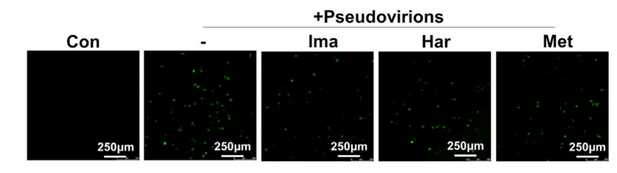 Experimental Validation Results for Harpagoside