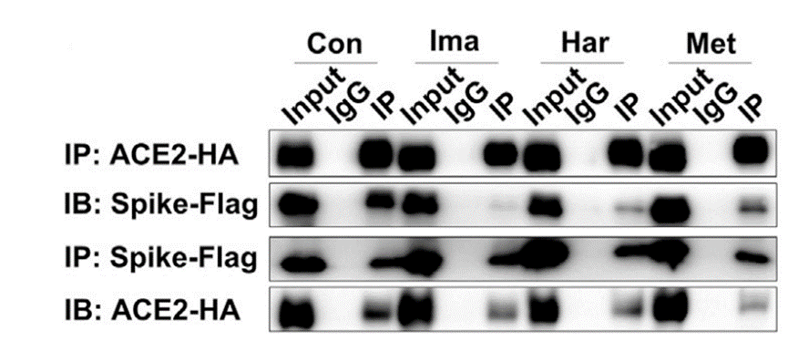 Experimental Validation Results for Harpagoside