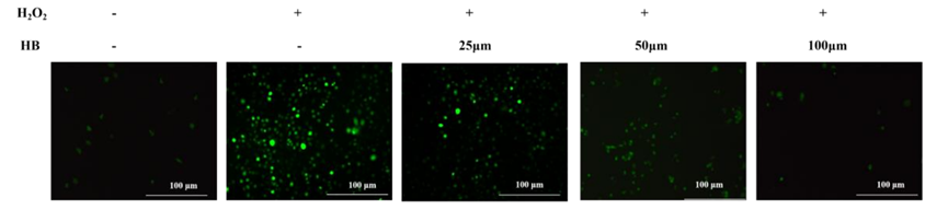 Experimental Validation Results for Heterophyllin B