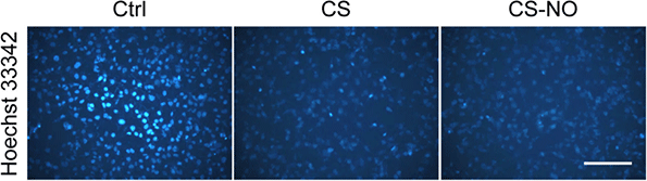 Hoechst 33342 (bisBenzimide H 33342) | DNA Fluorescent Stain