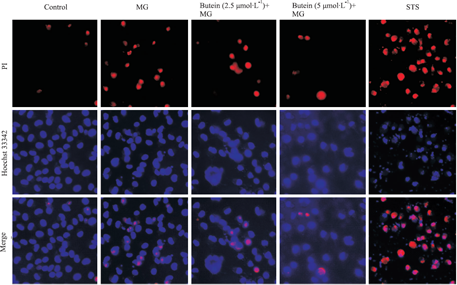 Hoechst 33342 (bisBenzimide H 33342) | DNA Fluorescent Stain