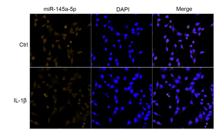 Experimental Validation Results for IL-1 beta Protein, Mouse (CHO)