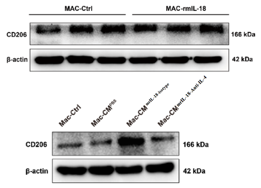 Experimental Validation Results for IL-18 Protein, Mouse (solution)