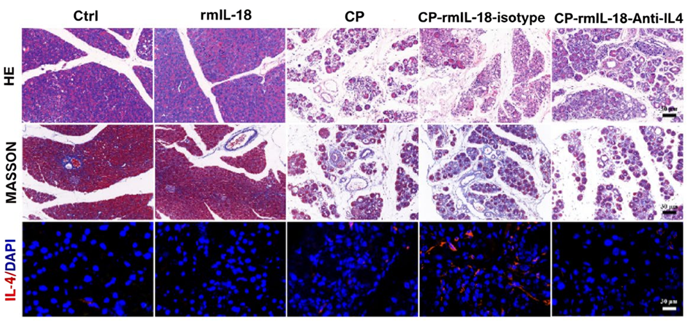 Experimental Validation Results for IL-18 Protein, Mouse (solution)
